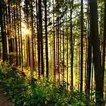 Elegante Im Schwarzwald,