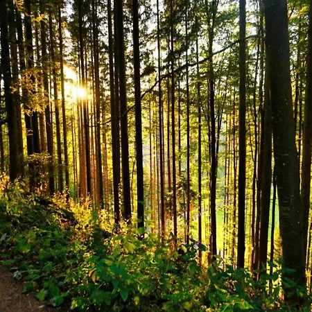 Elegante Im Schwarzwald,