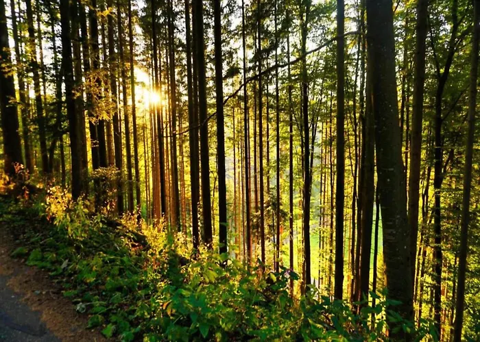 Elegante Im Schwarzwald,